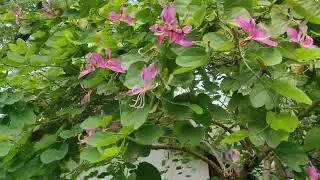 Тхап Ба - минеральный источник и грязелечебница в Нячанге