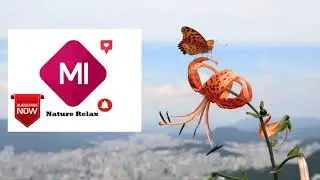Butterfly videos for relaxation, peace of mind