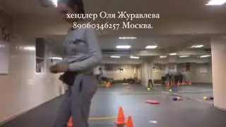 Шпиц и хендлер Оля Журавлева
