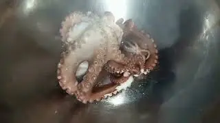 Paano Magluto ng Pugita.