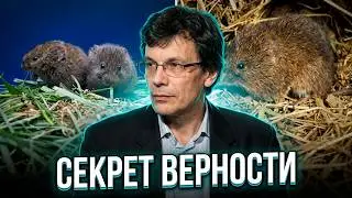 Моногамные полевки \ Полное видео @den_kizhaev Александр Марков: Вся правда о любви
