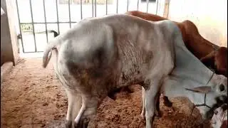 100kg meat weight wala bachra 135k main fnf 2025