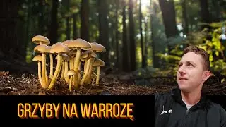 Grzyby w walce z warrozą
