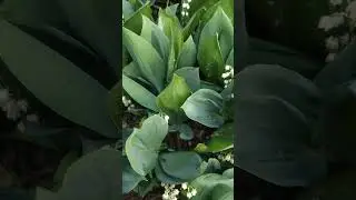 Аромат ландыша невозможно забыть 