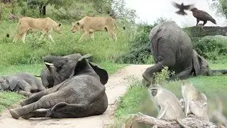 'DRUNK' ELEPHANTS! 😂 🐘 🍻