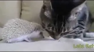 Братья наши меньшие коты только лучшие 2014
