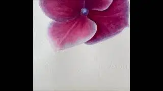 Гортензия акварель