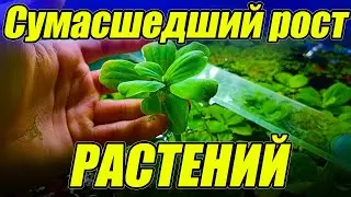Сумасшедший рост растений! Не выдержал и выкинул пол ведра растений!