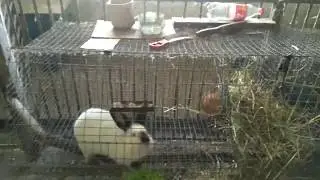 КРОЛИКИ И ВАКЦИНА!!! ВАКЦИНИРОВАТЬ ИЛИ НЕТ???
