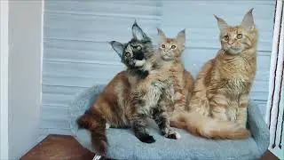 Кошечки мейн-кун.🥰#котята#мейнкун#домашниеживотные #mainecoon #котенок #котик #kitten#котятамейнкун