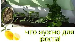 Всё необходимое  для дерева  лимона выбираем в магазине