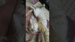 cats strange position of sleep #cat #sleepymood #catlover #lazy youtube