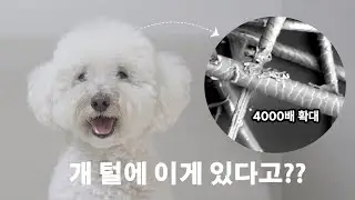 (4000x magnification) I can't believe this is on dog's hair!