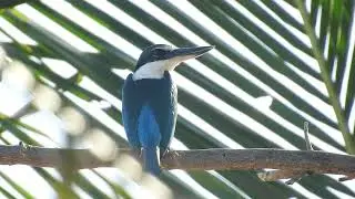 White-Collared Kingfisher