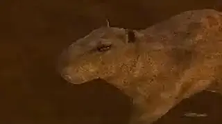Капыбарчык