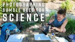 Photographing Bumble Bees for Science with the Nikon Z6 and the Nikon Z MC 105mm macro lens!