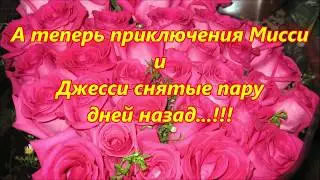 Дорогой Иа
