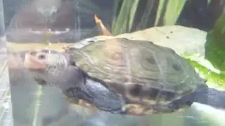 iPhone 4 HD video recording Turtles 1 minute test
