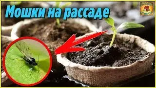 Что нужно делать если мошки на рассаде и как от них избавиться. Дачные хитрости и полезные советы