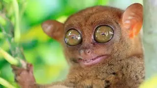 The Enigmatic Tarsier: Unlocking its Mysterious Secrets