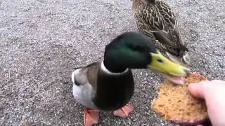 Tame ducks in Lappeenranta (Ручные утки в Лаппеэнранте)