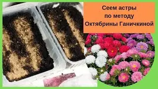 Сеем астры по методу Октябрины Ганичкиной