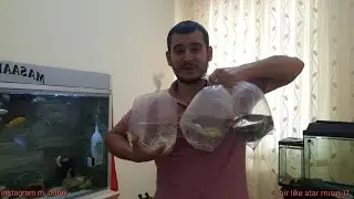 Akvaryum balıkları aldım 😮200 TL😮