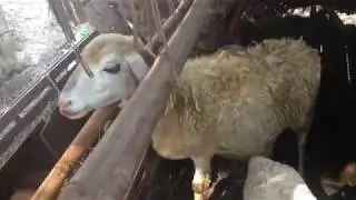 Play Go to the Goat's Cage (Part 2)