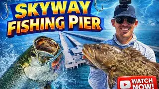 Epic Skyway pier fishing! tips, technique, and fishing report. Tarpon and Gag grouper 