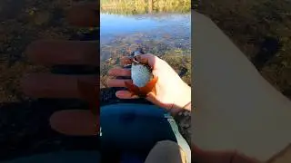 ✅️ Впіймав, та й Відпустив !🐟 #shorts #рибалка #fishing