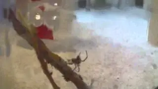 Black widow spider feeding Ep. 2