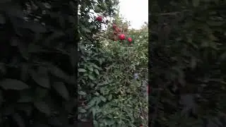 VID 20211008 065252