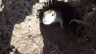 Prairie Dog
