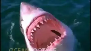 Rare and Shocking Footage of a Great White Shark