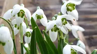 Snowdrop - Galanthus nivalis