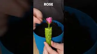 Blooming Secrets: How to Cultivate Endless Roses at Home! 🌹🌱
