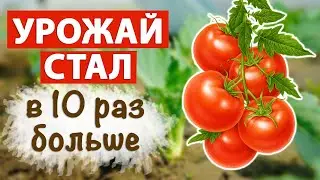 Как получить большой и ранний урожай. Шепотки и заговоры на урожай
