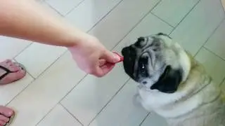 Ну чем не пчелка..