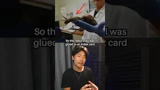 The Snail That Came Back From The Dead 