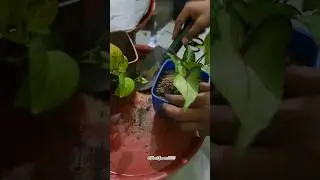 Growing Syngonium plant || Indoor plants || New member in my house #shorts #gardening