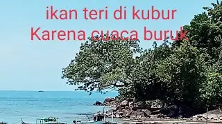 Proses penguburan ikan teri karena cuaca, menyedihkan sekali