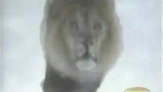 Rachel lion morph