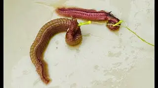 Brackish water sandworms as fishing bait - Mồi Rươi câu cá