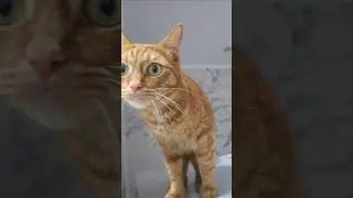 ❤️Кот Артём❤️