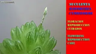 Suculenta Haworthia Cymbiformis : Floración,Reproduccion,Cuidados . / Flowering, Reproduction, Care.