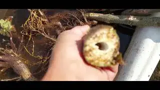 620.Павловния одно из самых необычных  растений .