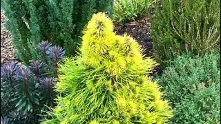 PINUS SYLVESTRIS MOSERI DWARF CONIFER