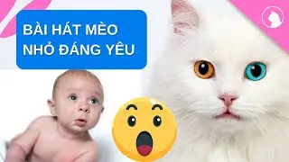 BÀI HÁT MÈO NHỎ ĐÁNG YÊU, MEO MEO MEO, MÈO NHỎ ƠI, MÈO NHỎ ƠI - A BỜ CỜ TV 123