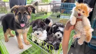 Dog Market Walkthrough | Shepherd Puppies, Fluffy White Dogs & Tiny Orange Kitten
