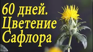 60 дней цветение Сафлора в домашних условиях и почему попугаи его так любят.